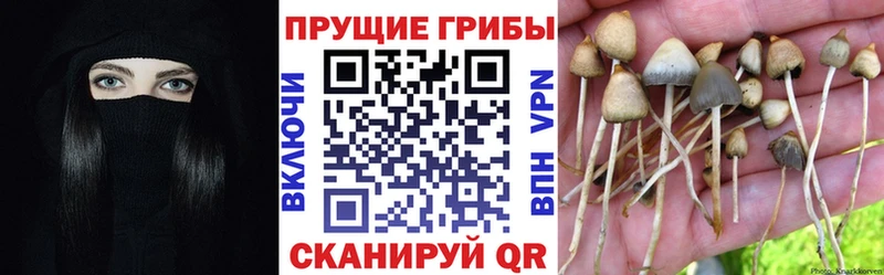 Галлюциногенные грибы ЛСД  ОМГ ОМГ ссылка  Чернушка  цены наркотик 